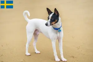 Lire la suite à propos de l’article Éleveurs de Terriers de Tenterfield et chiots en Suède
