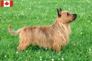 Lire la suite à propos de l’article Éleveurs de terriers australiens et chiots au Canada