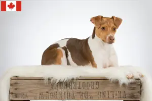 Lire la suite à propos de l’article Éleveurs de terriers brésiliens et chiots au Canada