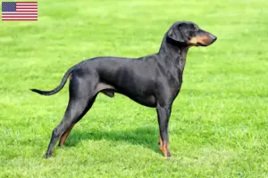 Lire la suite à propos de l’article Éleveurs de Terriers de Manchester et chiots aux États-Unis