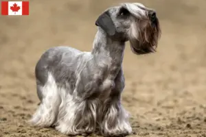 Lire la suite à propos de l’article Terrier tchèque éleveur et chiots au Canada