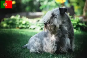 Lire la suite à propos de l’article Terrier tchèque éleveur et chiots au Portugal