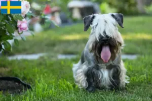 Lire la suite à propos de l’article Terrier tchèque éleveur et chiots en Suède