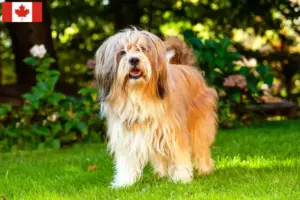 Lire la suite à propos de l’article Éleveurs de Terriers du Tibet et chiots au Canada