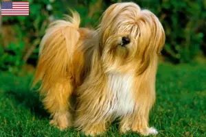Lire la suite à propos de l’article Éleveurs de Terriers du Tibet et chiots aux États-Unis