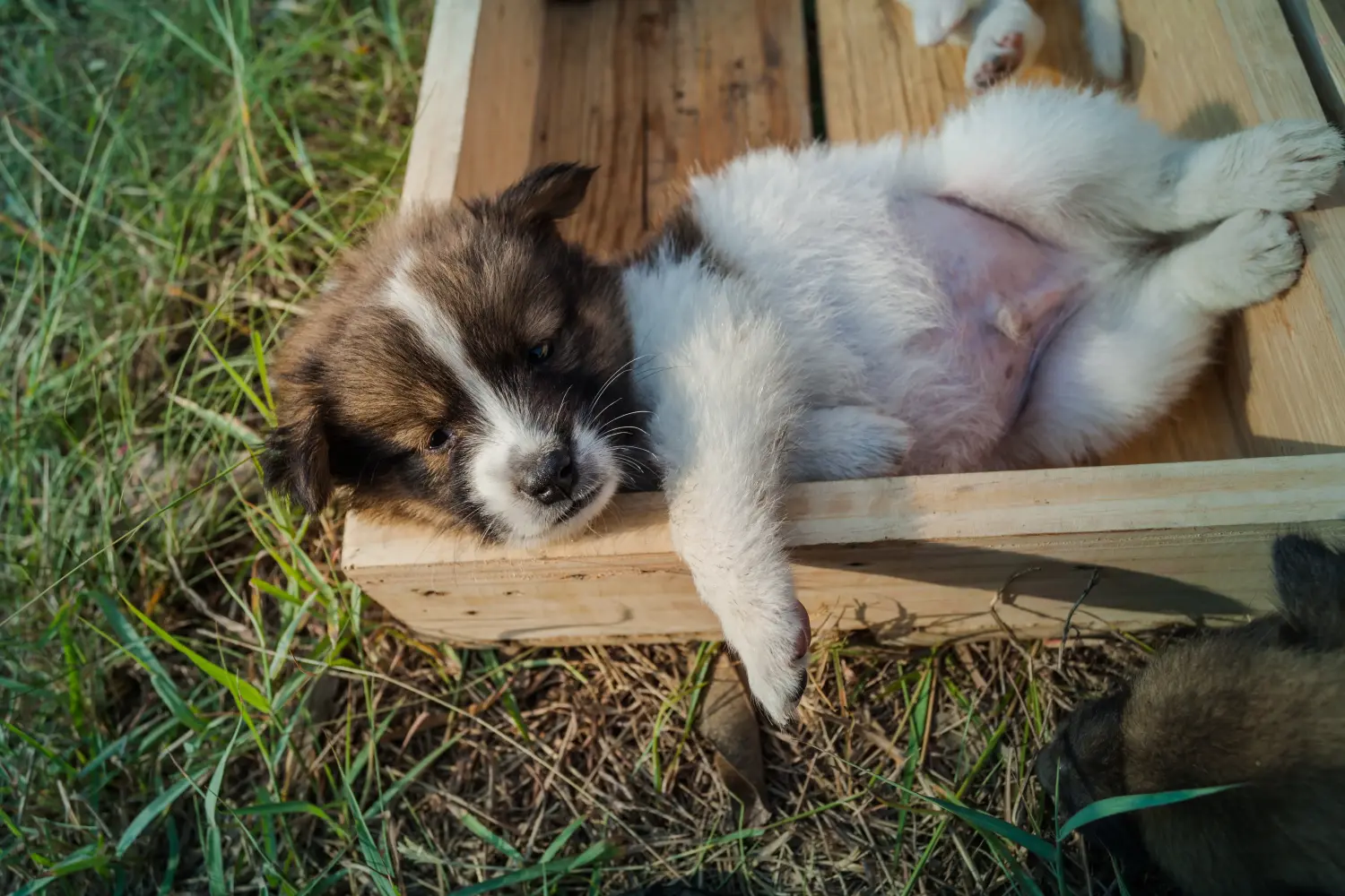 Acheter un chiot Thai Bangkaew Dog, c'est prendre ses responsabilités ! Acheter des chiots thaïlandais Bangkaew Dog.
