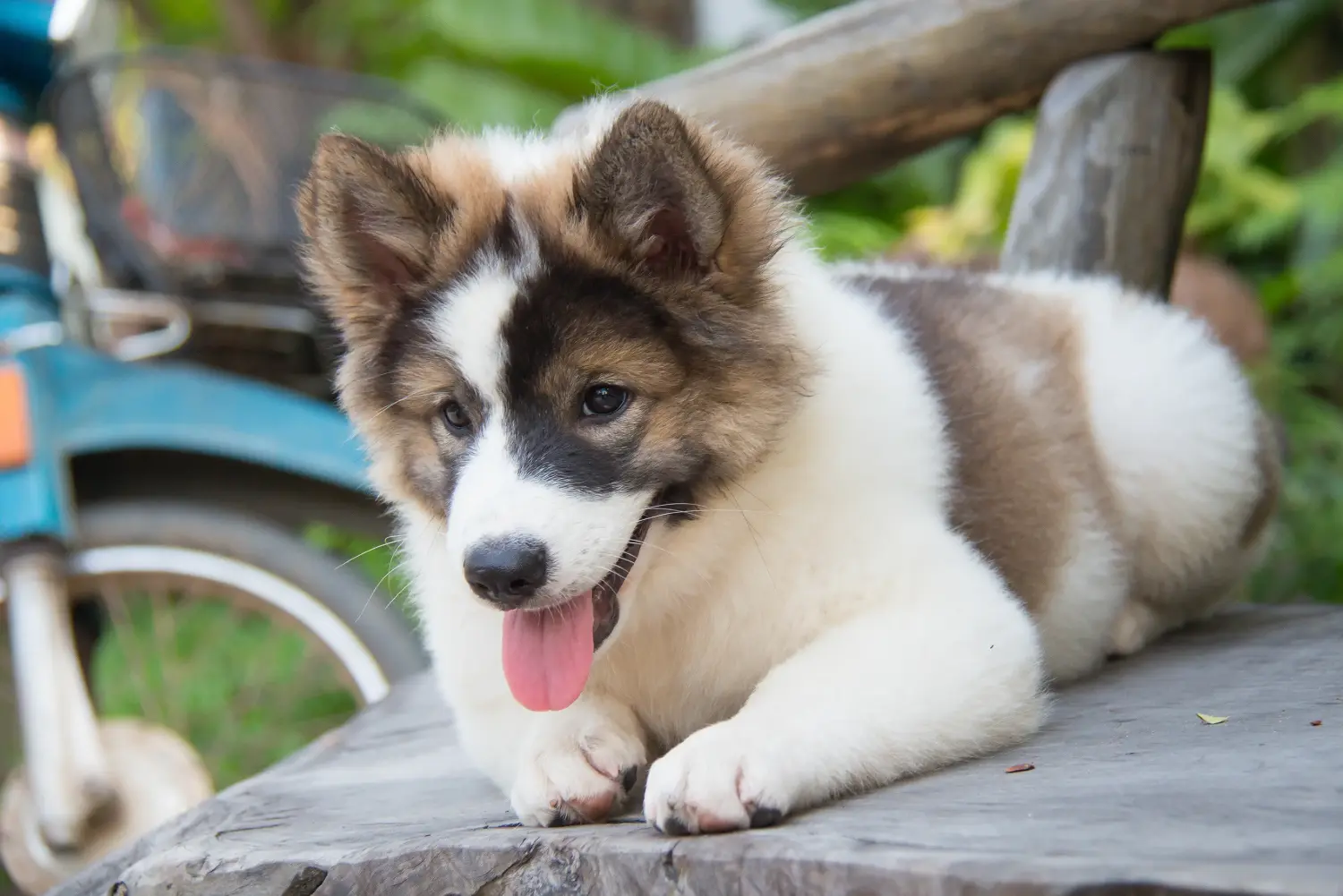 Acheter un chiot Thai Bangkaew Dog, c'est prendre ses responsabilités ! Acheter des chiots thaïlandais Bangkaew Dog.