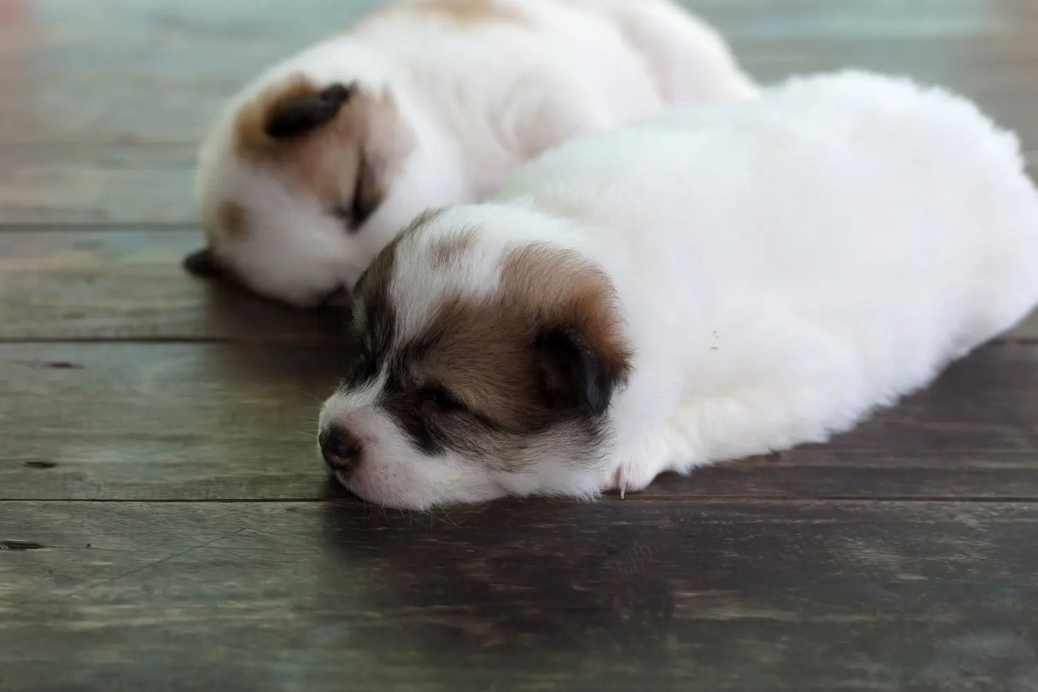 Acheter un chiot Thai Bangkaew Dog, c'est prendre ses responsabilités ! Acheter des chiots thaïlandais Bangkaew Dog.