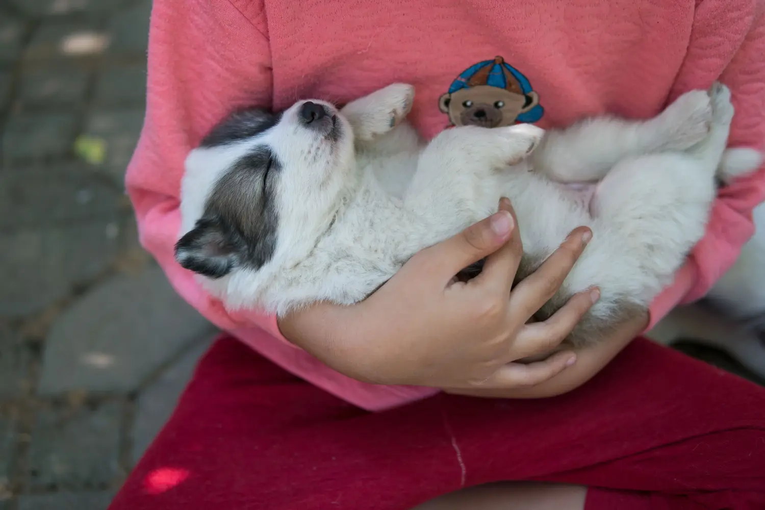 Acheter un chiot Thai Bangkaew Dog, c'est prendre ses responsabilités ! Acheter des chiots thaïlandais Bangkaew Dog.