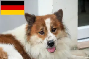Lire la suite à propos de l’article Thai Bangkaew Dog éleveurs et chiots en France