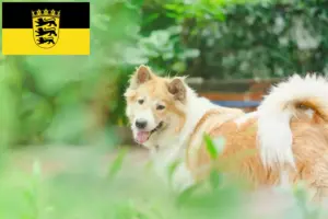 Lire la suite à propos de l’article Thai Bangkaew Dog Éleveurs et chiots en Baden-Württemberg