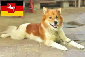 Lire la suite à propos de l’article Thai Bangkaew Dog éleveurs et chiots en Basse-Saxe