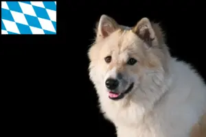 Lire la suite à propos de l’article Thai Bangkaew Dog éleveurs et chiots en Bavière