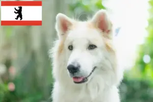 Lire la suite à propos de l’article Thai Bangkaew Dog éleveurs et chiots à Berlin