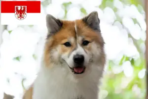 Lire la suite à propos de l’article Thai Bangkaew Dog éleveurs et chiots dans le Brandebourg