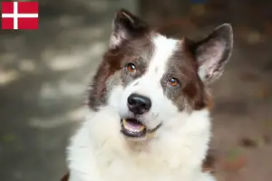 Lire la suite à propos de l’article Thai Bangkaew Dog éleveurs et chiots au Danemark