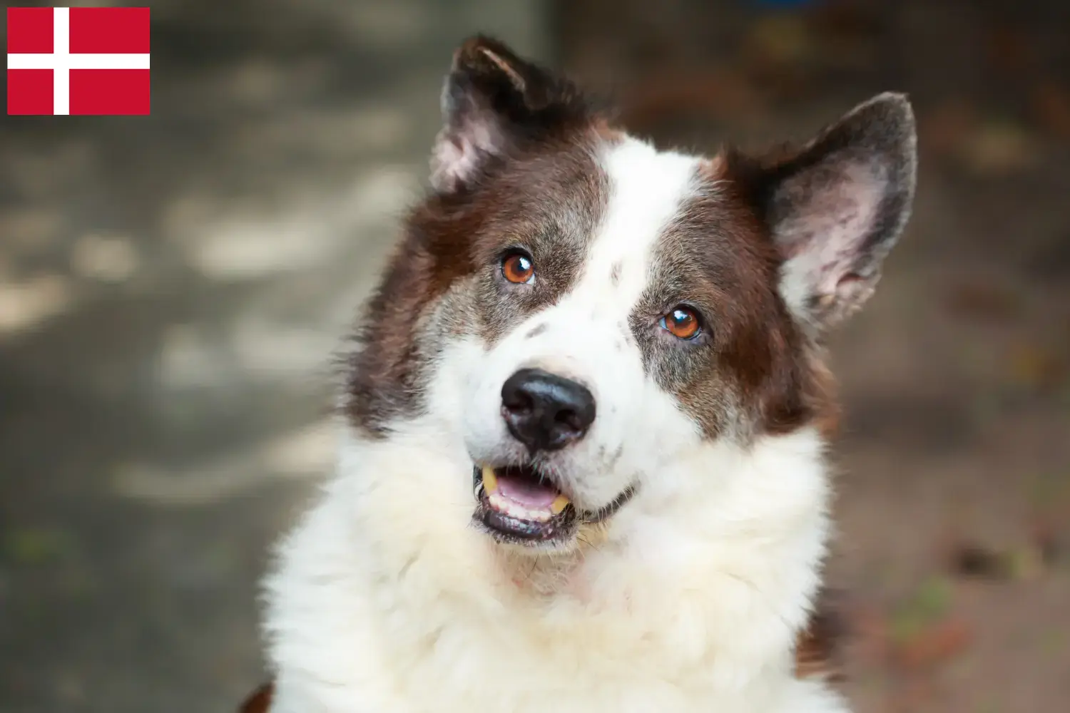 Thai Bangkaew Dog Chiots et éleveurs Danemark Ici, tu peux trouver des éleveurs de Thai Bangkaew Dogs au Danemark.