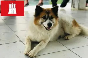 Lire la suite à propos de l’article Thai Bangkaew Dog éleveurs et chiots à Hambourg