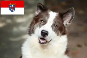 Lire la suite à propos de l’article Thai Bangkaew Dog Éleveurs et chiots en Hesse