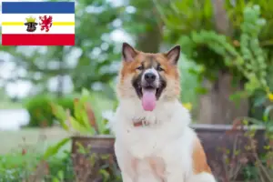 Lire la suite à propos de l’article Thai Bangkaew Dog éleveurs et chiots dans le Mecklembourg-Poméranie occidentale