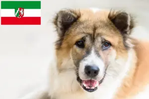 Lire la suite à propos de l’article Thai Bangkaew Dog Éleveurs et chiots en Rhénanie-du-Nord-Westphalie