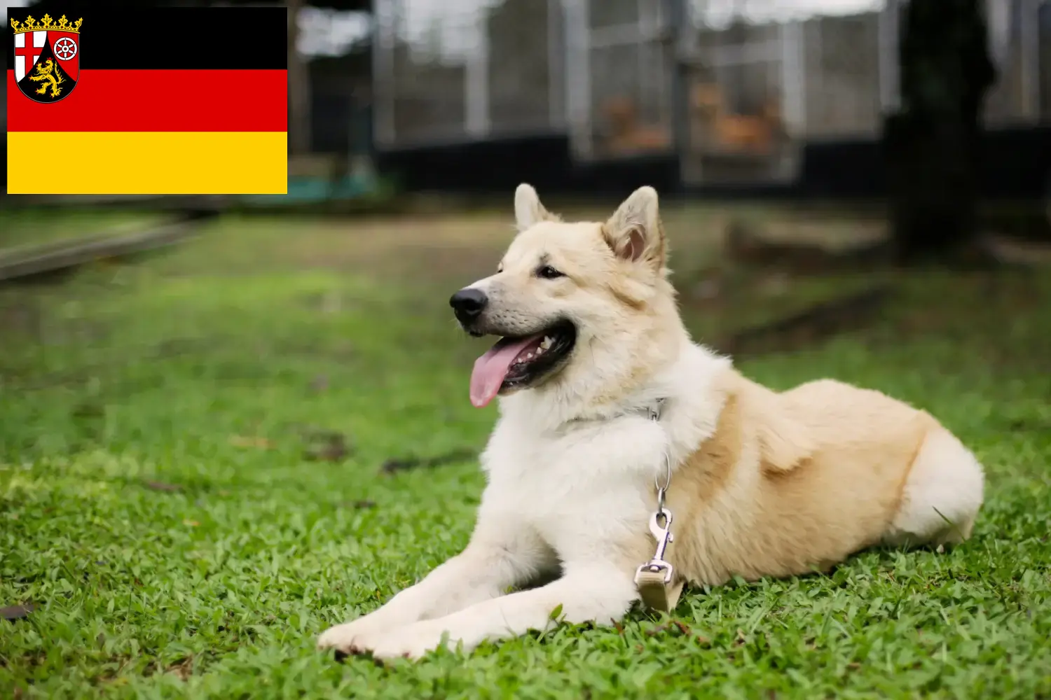 Thai Bangkaew Dog Chiots et éleveurs Rhénanie-Palatinat Ici tu peux trouver des éleveurs de Thai Bangkaew Dogs en Rhénanie-Palatinat.