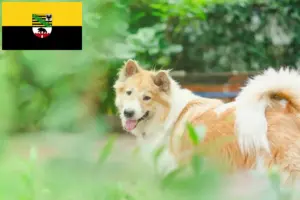 Lire la suite à propos de l’article Thai Bangkaew Dog éleveurs et chiots en Saxe-Anhalt