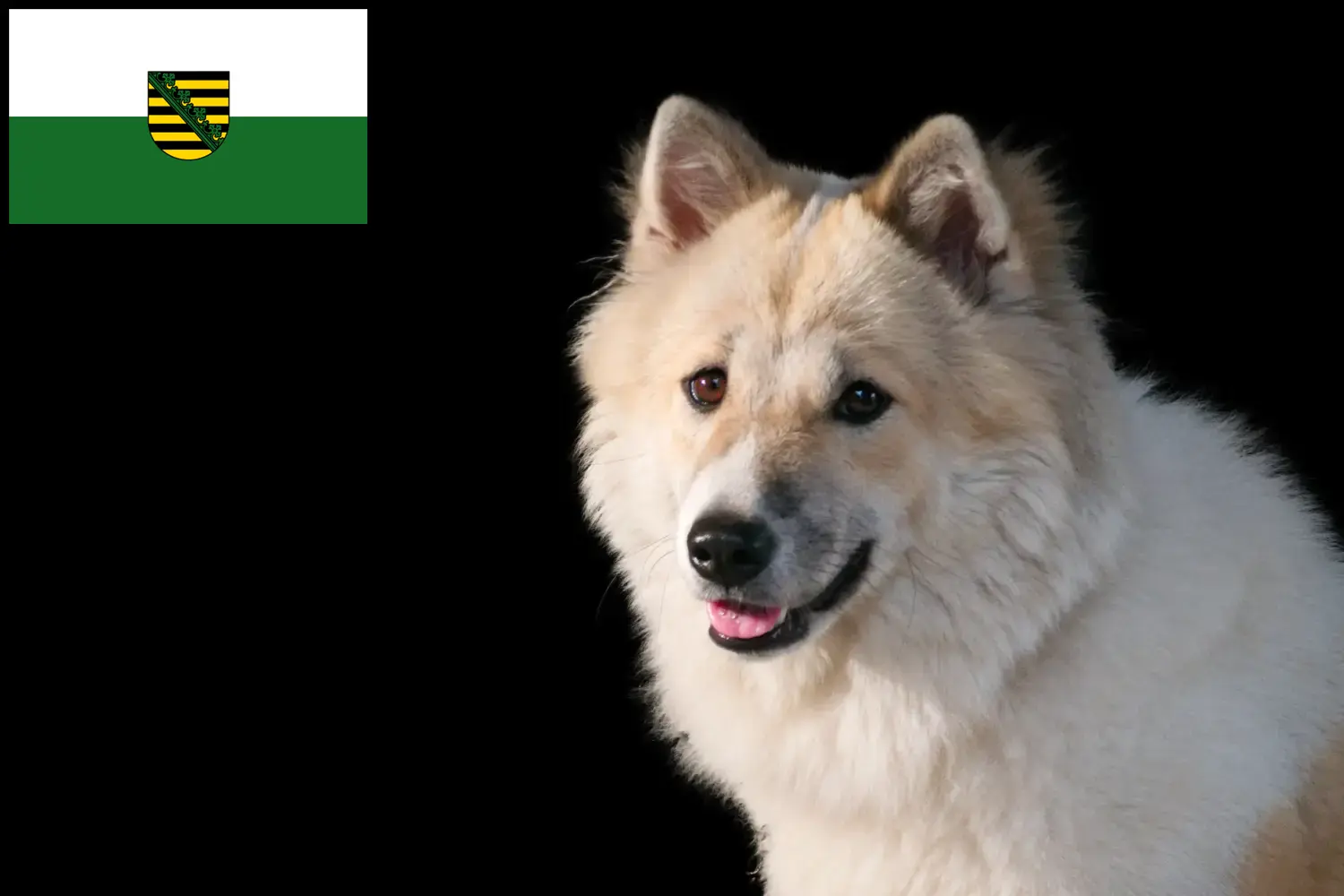 Thai Bangkaew Dog Chiots et éleveurs Saxe Ici tu peux trouver des éleveurs de Thai Bangkaew Dogs en Saxe.