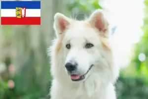 Lire la suite à propos de l’article Thai Bangkaew Dog Éleveurs et chiots dans le Schleswig-Holstein