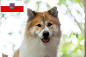 Lire la suite à propos de l’article Thai Bangkaew Dog éleveurs et chiots en Thuringe
