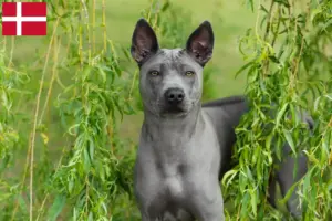 Lire la suite à propos de l’article Éleveurs de Ridgebacks thaïlandais et chiots au Danemark
