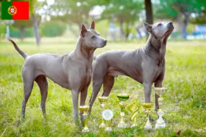 Lire la suite à propos de l’article Éleveurs de Ridgebacks thaïlandais et chiots au Portugal