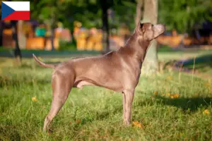 Lire la suite à propos de l’article Éleveurs de Ridgebacks thaïlandais et chiots en République tchèque