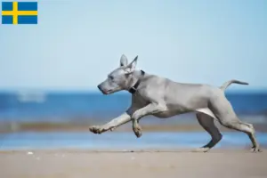Lire la suite à propos de l’article Éleveurs de Ridgebacks thaïlandais et chiots en Suède