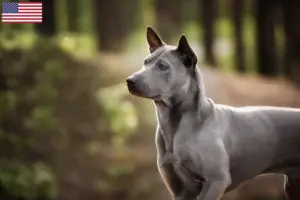 Lire la suite à propos de l’article Éleveurs de Ridgebacks thaïlandais et chiots aux États-Unis