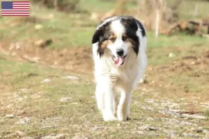 Lire la suite à propos de l’article Éleveurs de Tornjak et chiots aux États-Unis