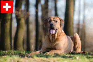 Lire la suite à propos de l’article Tosa éleveurs et chiots en Suisse