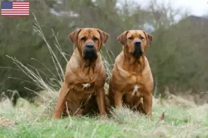 Lire la suite à propos de l’article Éleveurs de Tosa et chiots aux États-Unis