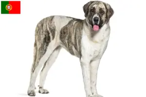 Lire la suite à propos de l’article Transmontano chien de berger éleveurs et chiots au Portugal