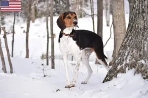 Lire la suite à propos de l’article Treeing Walker Coonhound Éleveurs et chiots aux États-Unis