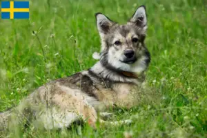 Lire la suite à propos de l’article Västgötaspets éleveurs et chiots en Suède