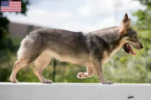 Lire la suite à propos de l’article Västgötaspets éleveurs et chiots aux États-Unis