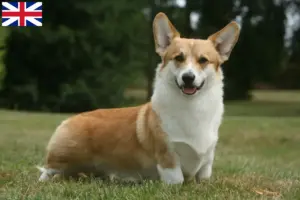 Lire la suite à propos de l’article Éleveurs de Welsh Corgi et chiots en Grande-Bretagne