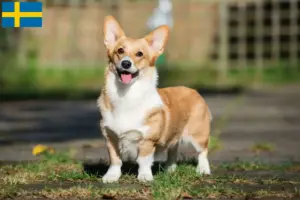 Lire la suite à propos de l’article Éleveurs de Welsh Corgi et chiots en Suède