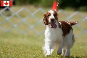 Lire la suite à propos de l’article Éleveurs de Welsh Springer Spaniel et chiots au Canada