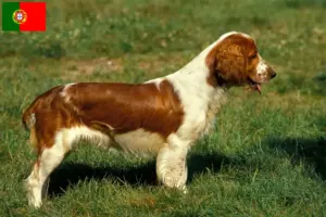Lire la suite à propos de l’article Éleveurs de Welsh Springer Spaniel et chiots au Portugal