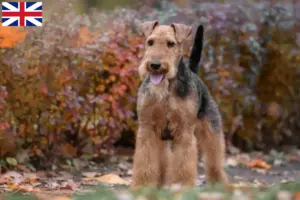 Lire la suite à propos de l’article Éleveurs de Welsh Terriers et chiots en Grande-Bretagne