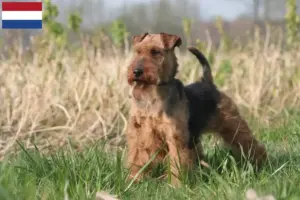 Lire la suite à propos de l’article Éleveurs de Welsh Terriers et chiots aux Pays-Bas