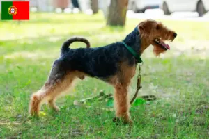 Lire la suite à propos de l’article Éleveurs de Welsh Terriers et chiots au Portugal