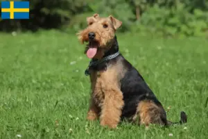 Lire la suite à propos de l’article Éleveurs de Welsh Terriers et chiots en Suède